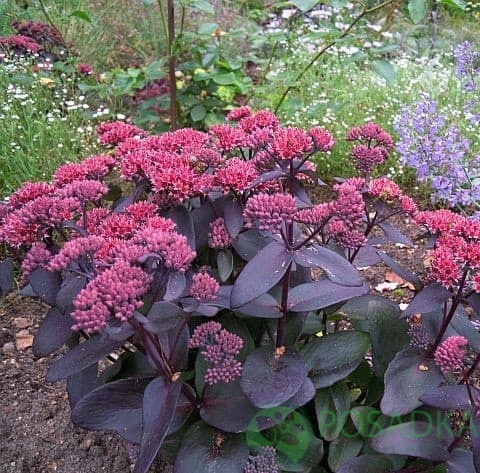 картинка Очиток (седум) видный Jose Aubergine 