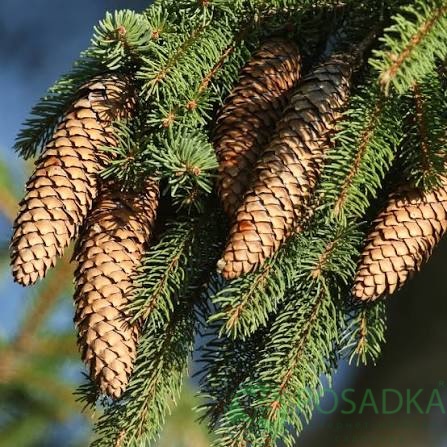 картинка Ель ситхинская (Picea sitchensis) C2 
