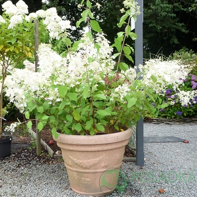 картинка Гортензия метельчатая Brussels Lace 3л 