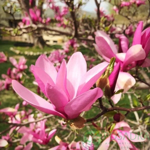 картинка Магнолия гибридная Бетти 