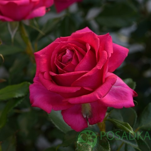 картинка Роза флорибунда Режис Маркон 