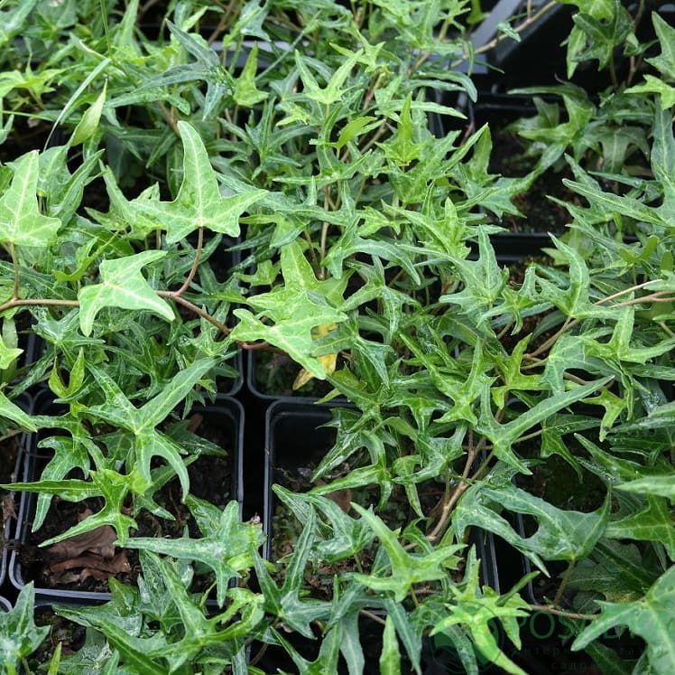 картинка Плющ обыкновенный Сагиттифолия (контейнер) 