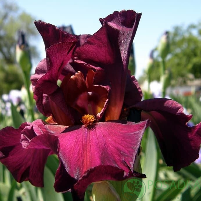 картинка Ирис бородатый Saturday Night Live 