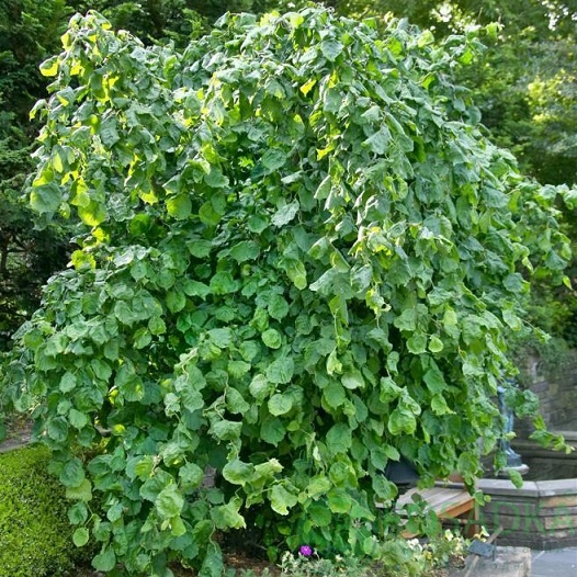 картинка Лещина обыкновенная Scooter (Corylus avellana Scooter) 
