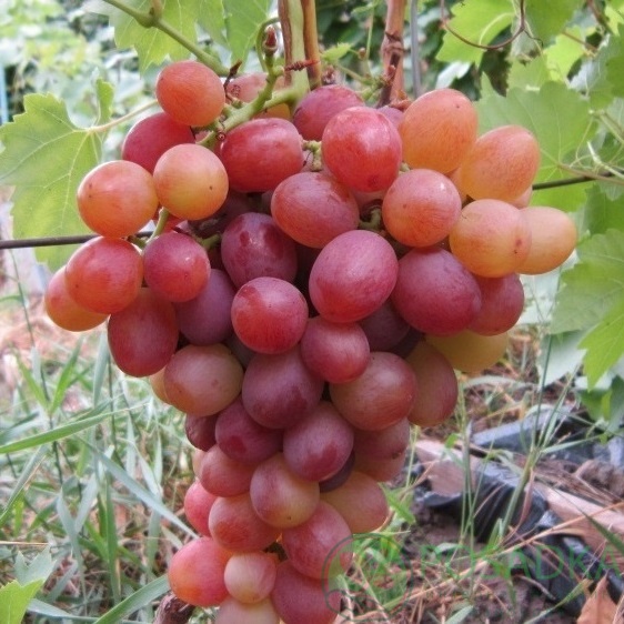 картинка Виноград Красный бриллиант 