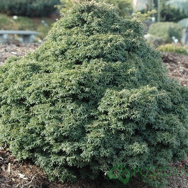 картинка Тсуга канадская Little Ninja 