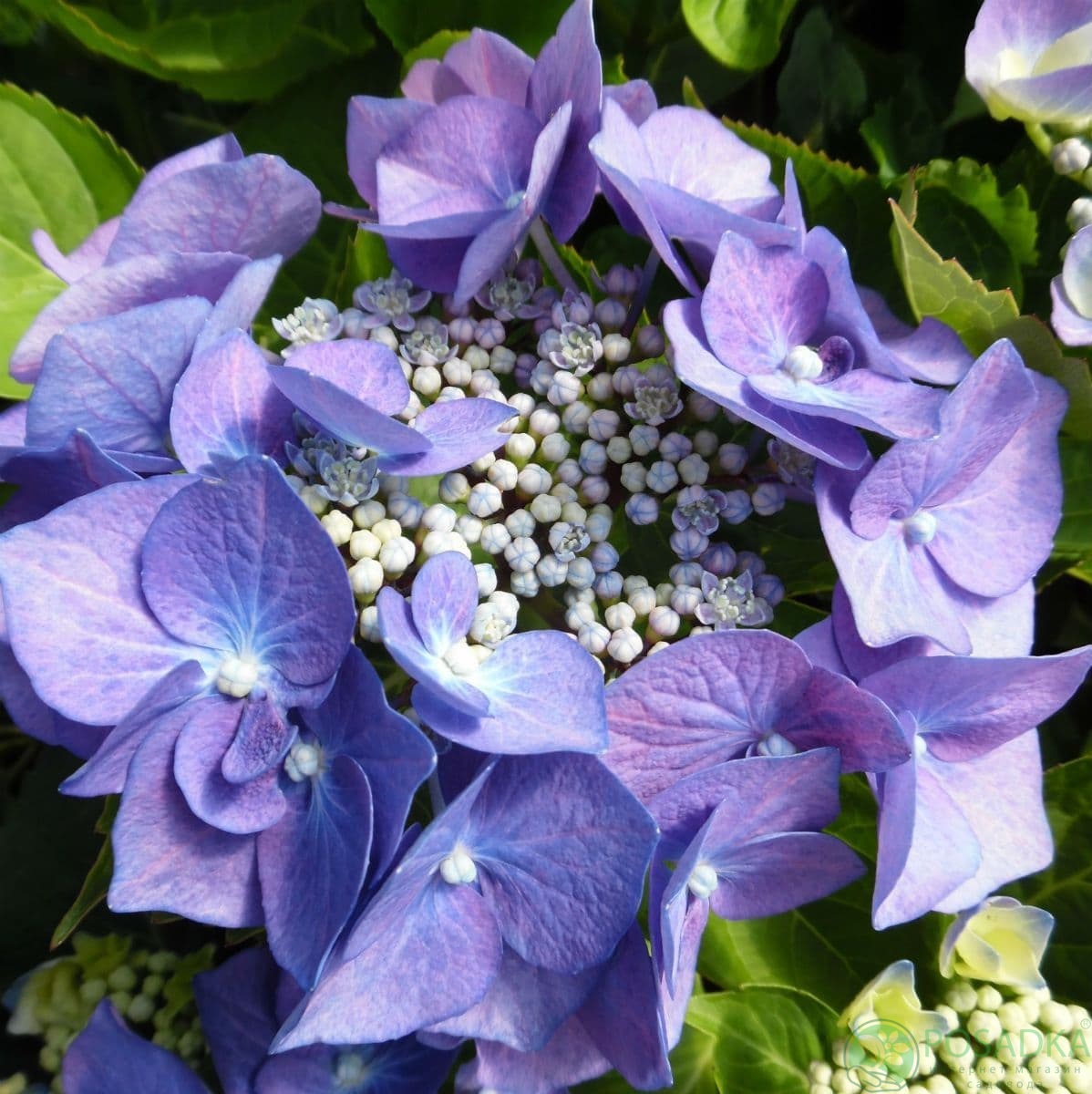 картинка Гортензия крупнолистная Blaumeise (Блаумайс) 