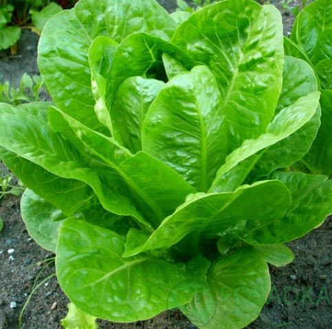 картинка Семена салат кочанный Айсгрин, 10 гр, SeedEra 
