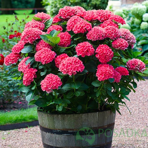 картинка Гортензия крупнолистная Red Sensation 