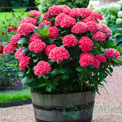 картинка Гортензия крупнолистная Red Sensation С2 