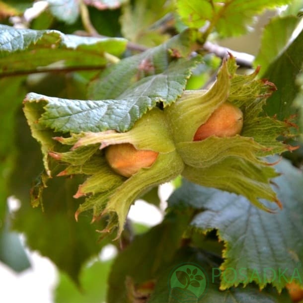 картинка Фундук Боровский (двухлетний)  картинка Фундук Боровский (двухлетний)