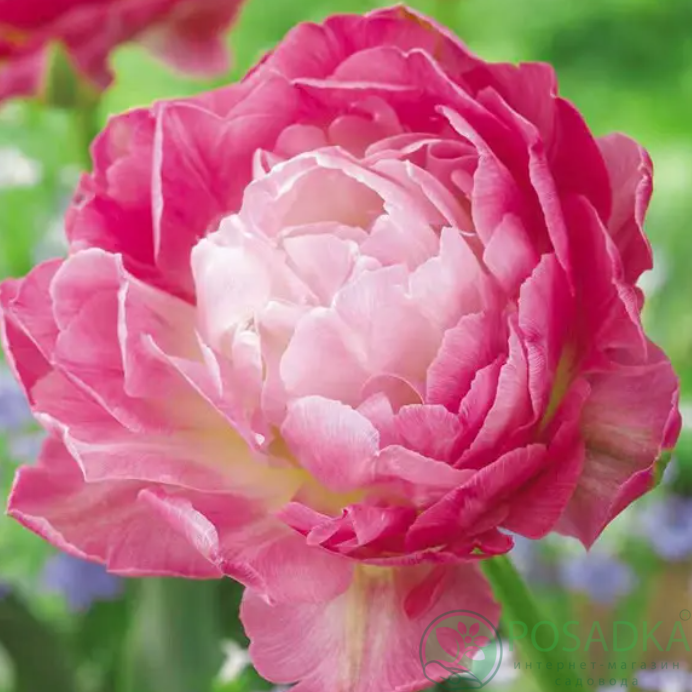 картинка Тюльпан Double Sugar 