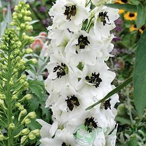 картинка Дельфиниум Magic Fountains White Dark Bee 