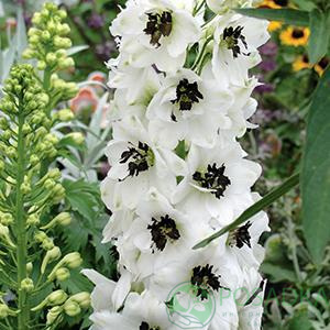 картинка Дельфиниум Magic Fountains White Dark Bee 