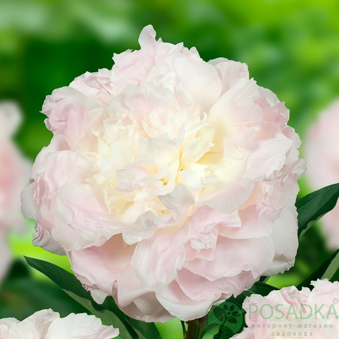 картинка Пион травянистый Florence Nicholls 