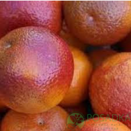 картинка Апельсин Сангвинелли 