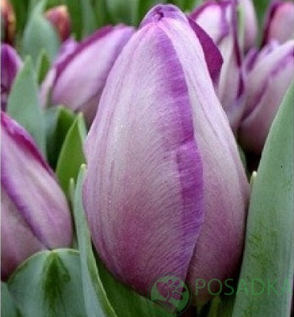 картинка Тюльпан Jacuzzi  картинка Тюльпан Jacuzzi