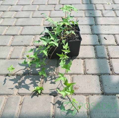 картинка Плющ обыкновенный Анхор  картинка Плющ обыкновенный Анхор