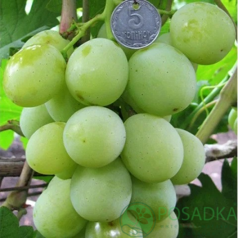 картинка Виноград Смарагд 