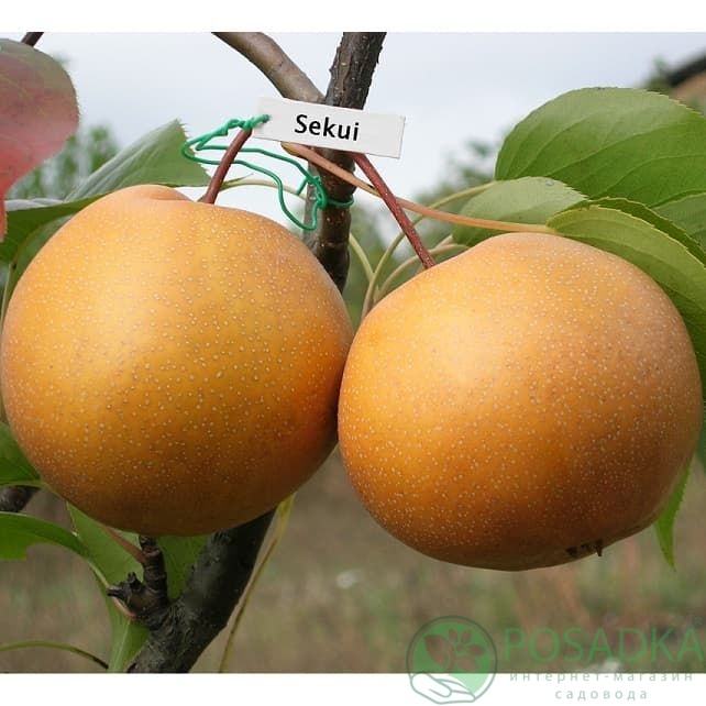 картинка Груша азиатская "Секуи" 