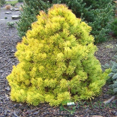 картинка Сосна обыкновенная Anny's Winterlight 