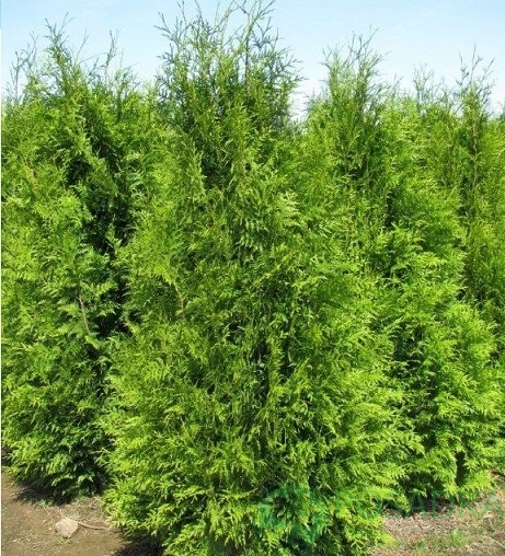 картинка Туя складчастая Excelsa 