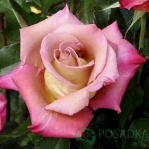 картинка Роза чайно-гибридная Мишель Друкер 