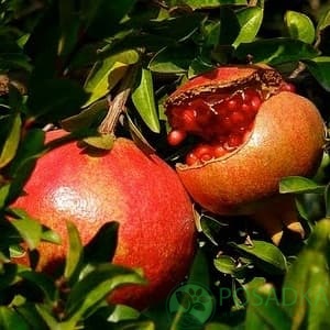 картинка Гранат Восточный 