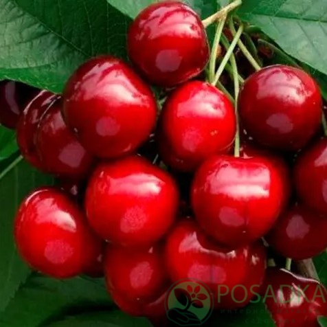картинка Черешня Техлован 