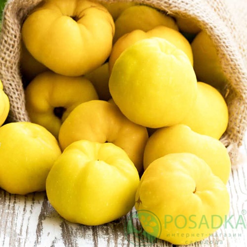 картинка Айва яблоковидная Академическая 