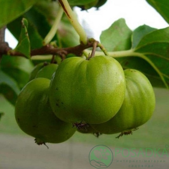 картинка Актинидия остролистная Chang Bai Giant 