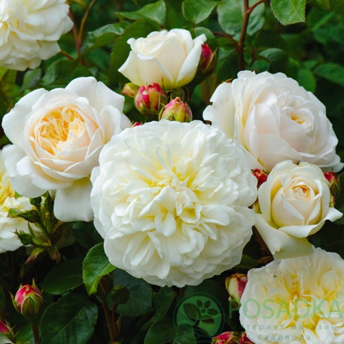 картинка Роза английская Транквилити С2 