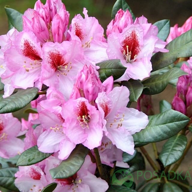 картинка Рододендрон гибридный Diadem 