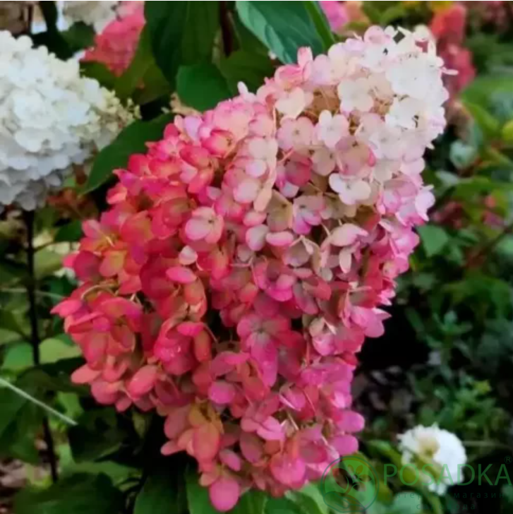 картинка Гортензия метельчатая Magical Mount Fuji 