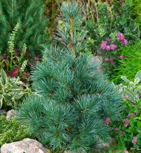 картинка Сосна японская Глаука 