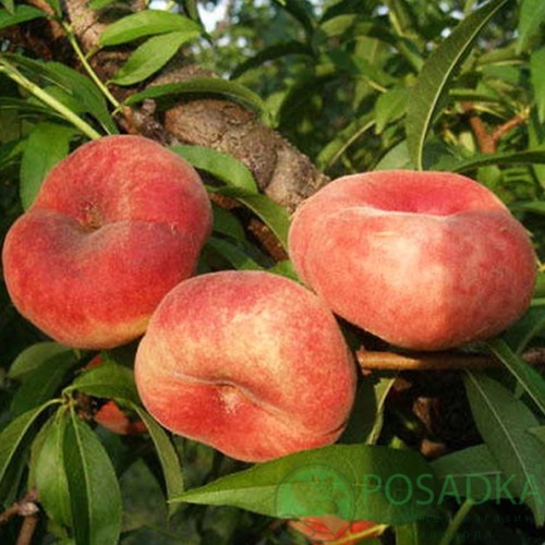 картинка Персик Инжирный План Гем (Plane Gem) 