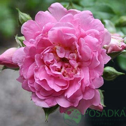 картинка Роза бордюрная Луис Джолиет 