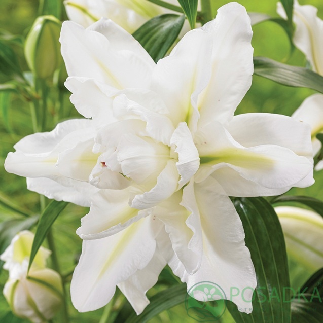 картинка Лилия Bowl Of Beauty 