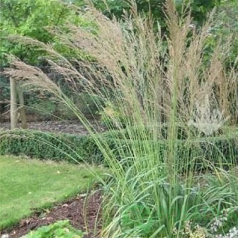 картинка Молиния голубая тростниковая Фонтан 