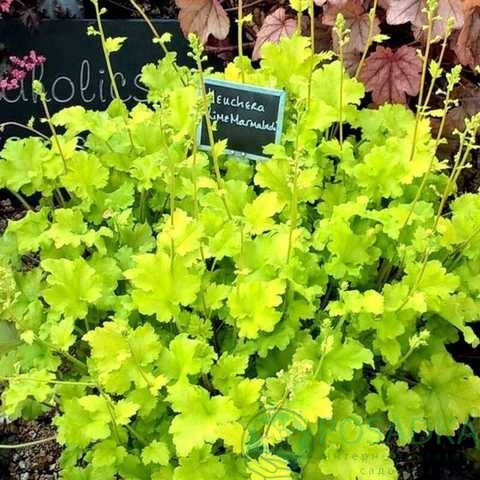 картинка Гейхера Northern Exposure Lime 