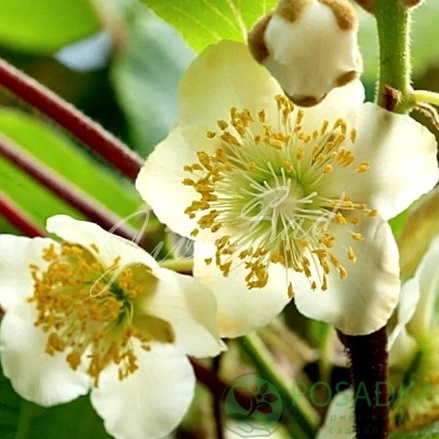 картинка Киви опылитель Томури (опылитель) 