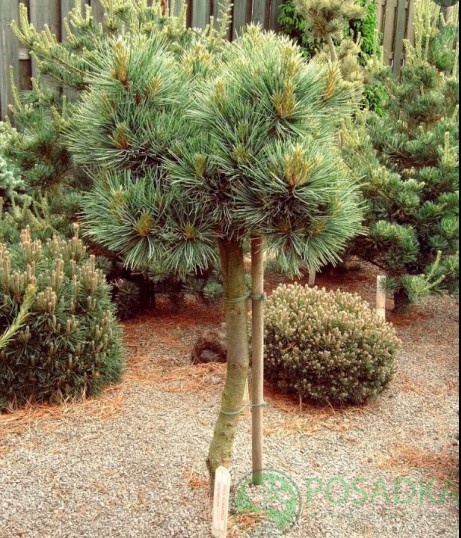 картинка Сосна корейская Блю Болл на штамбе 