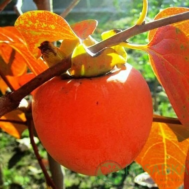 картинка Хурма Сладость (ранняя,самоплодная) 