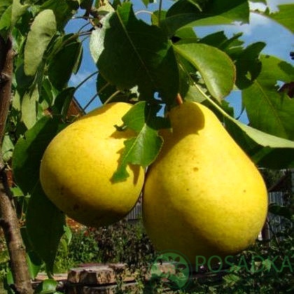 картинка Груша колоновидная Декора 