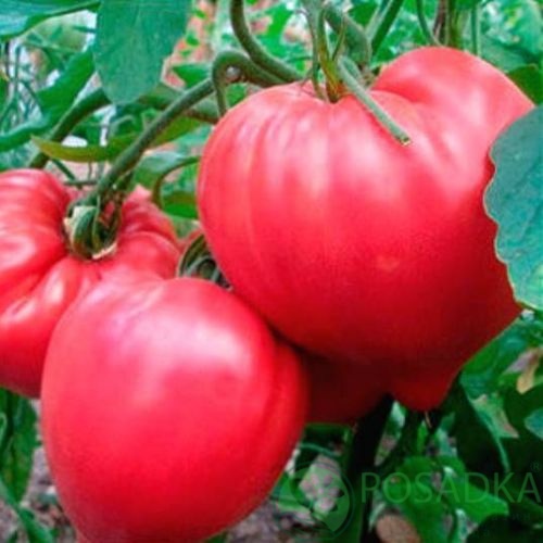 картинка Семена Томат Нужный размер 0.1гр, SeedEra 