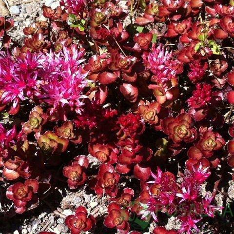 картинка Очиток ложный Dragons Blood  картинка Очиток ложный Dragons Blood