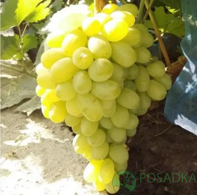 картинка Виноград кишмиш Пиар 