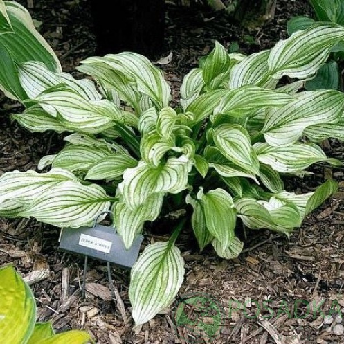 картинка Хоста Zebra Stripes 