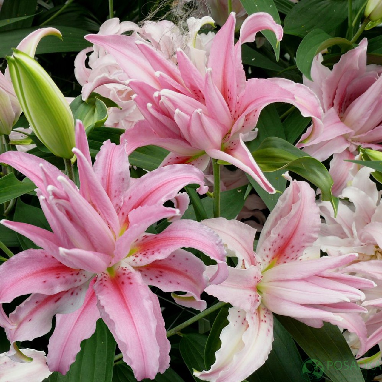 картинка Лилия Broken Heart 