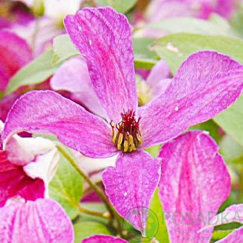 картинка Клематис Wonderful  картинка Клематис Wonderful